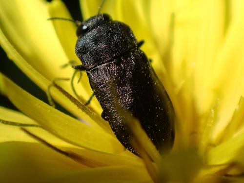 Anthaxia sp.
